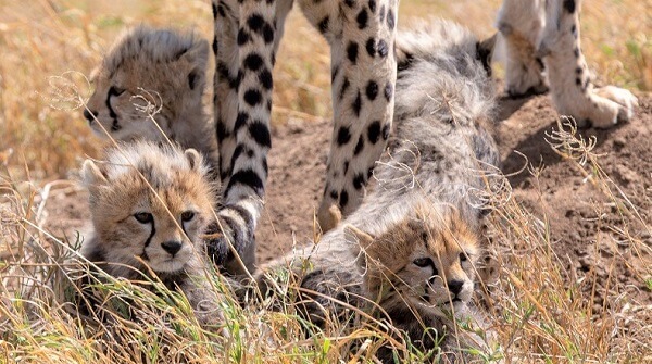 Cute cheetah cubs