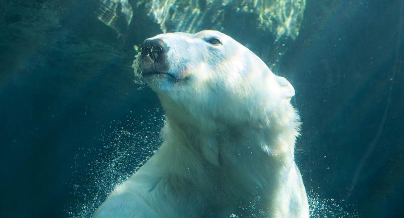 Polar bear under water beneath seaweed