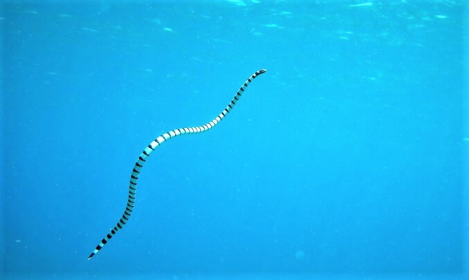 Diving sea snake