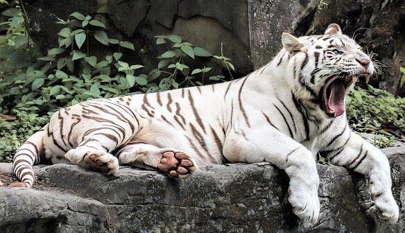 White tiger yawning