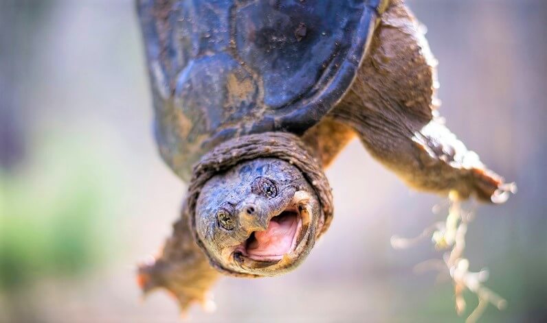 Snapping turtle with wide open mouth