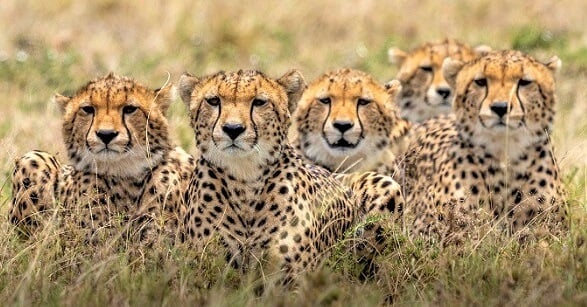15 Cheetah Facts you won't want to miss out | toucanBox