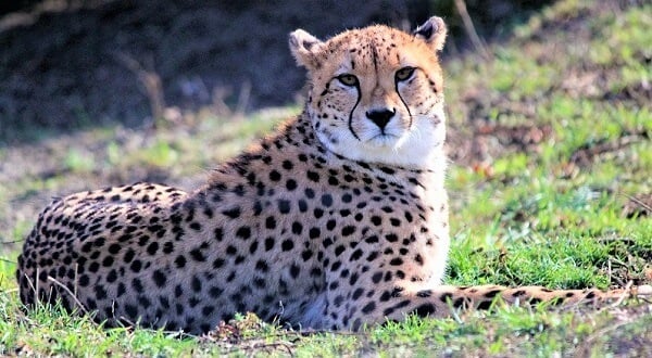 Cheetah in the sun
