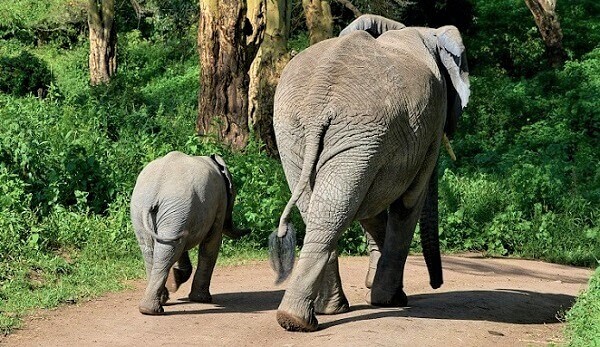 Mum and child elephant walking away