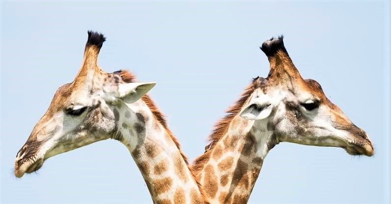 giraffe heads