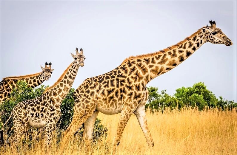 15 Fantastic Giraffe Facts for Clever Kids | toucanBox