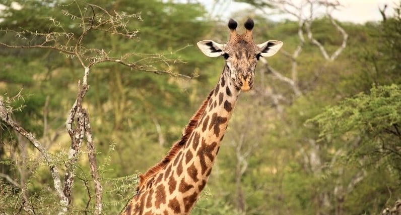 southern giraffe