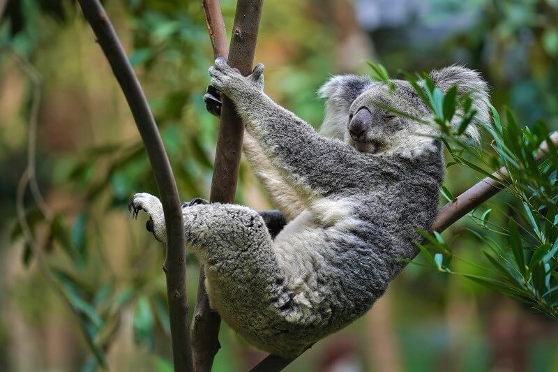 Koala paw