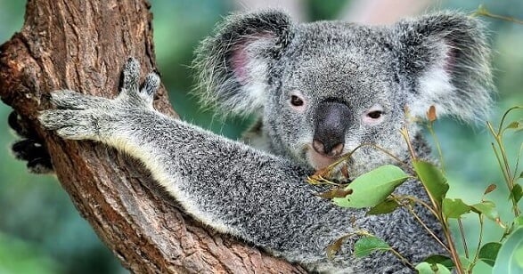 15 Cuddly Koala Facts for Kids in 2021 | toucanBox
