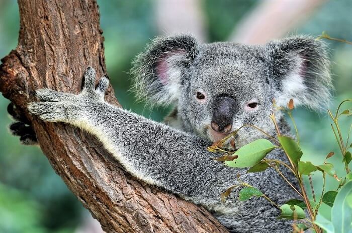 15 Cuddly Koala Facts for Kids in 2021 | toucanBox