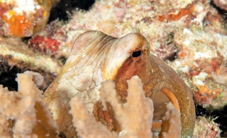 Octopus blending in with surrounding