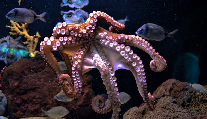 Octopus showing its suckers