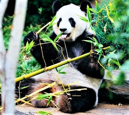 Panda munching bamboo