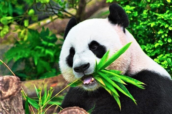 Giant panda eating bamboo