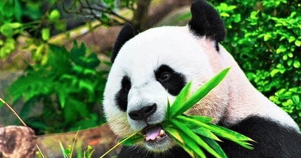 12 Cute Panda Facts for Kids and Grown-ups | toucanBox