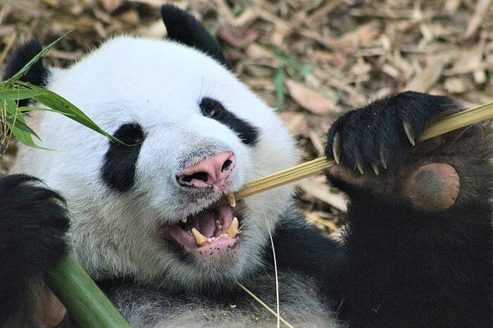 Panda holding a stick