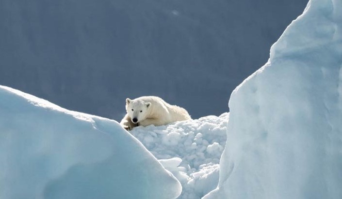 Polar bear hunting on icy landscape