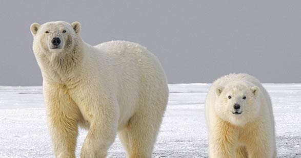 10 Fascinating Polar Bear Facts you need to know | toucanBox