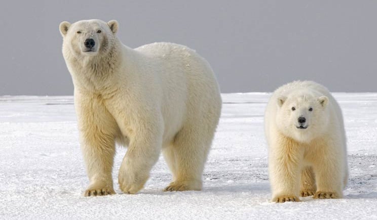 Polar bear parent and cub