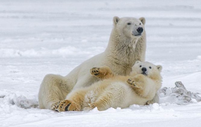 Polar bear parent cradling cub