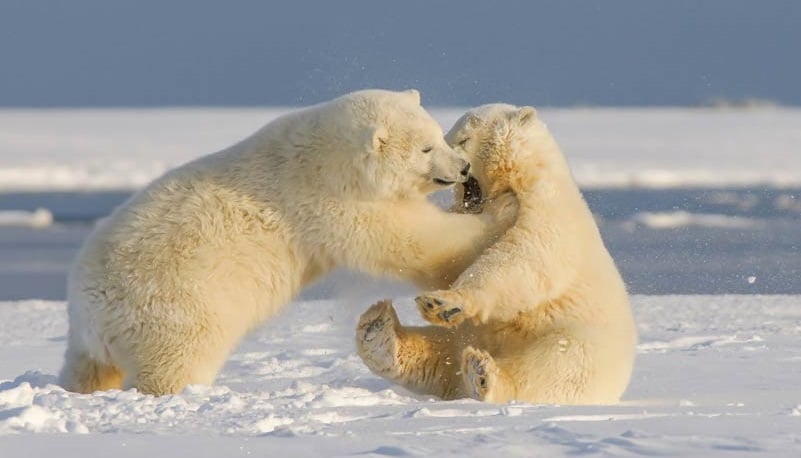 Polar bear cubs play-fighting