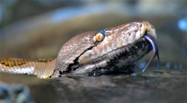 Fork tongue of a snake