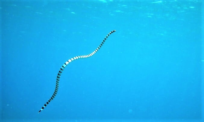 Diving sea snake