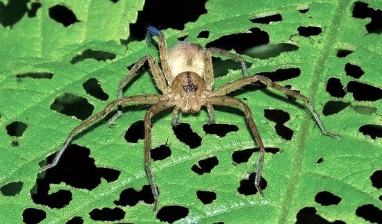 huntsman spider on a green leaf