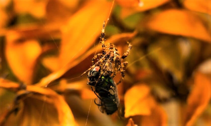 Orb-weaver spider feasting on a fly