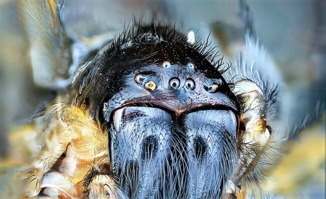 8 spider eyes close up