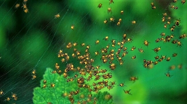 Baby spiders hatching in a spider web