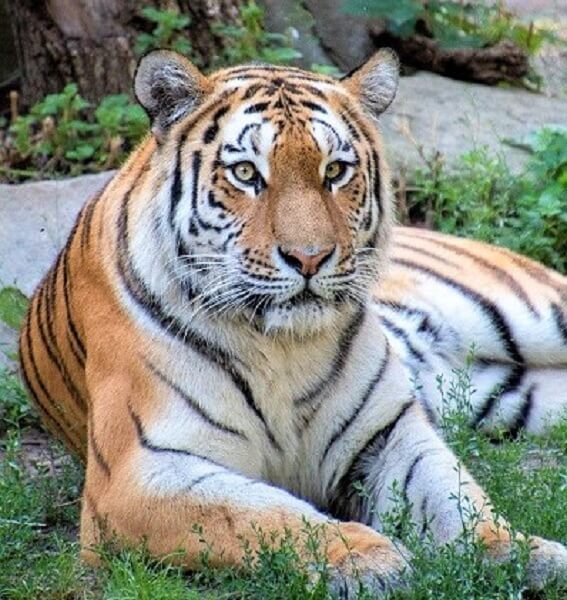 Lying and relaxing tiger