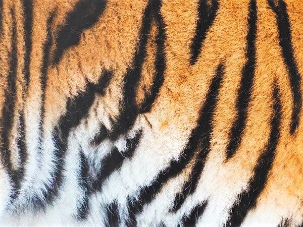 Stripes of tiger fur