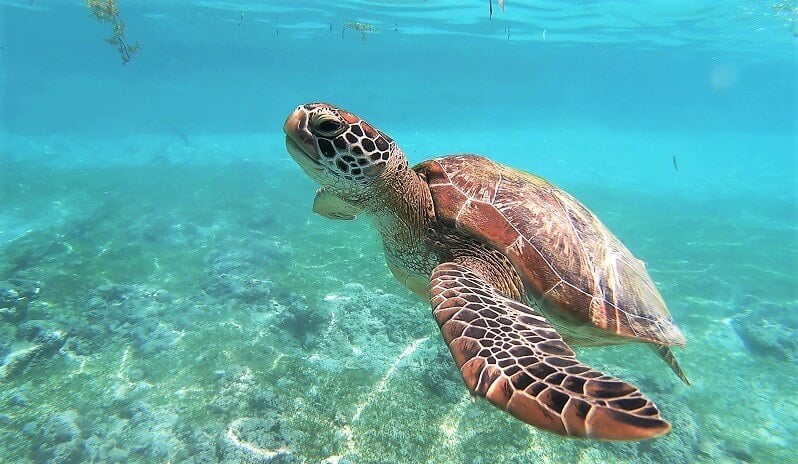 Marine turtle diving